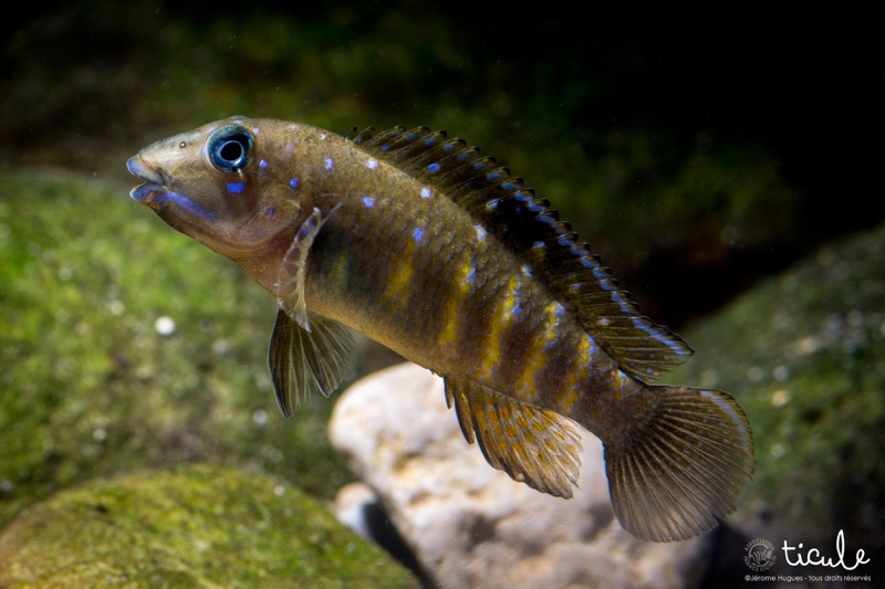 Spathodus cf. erythrodon 'Kekese'